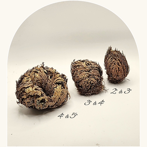 Rose de Jericho
