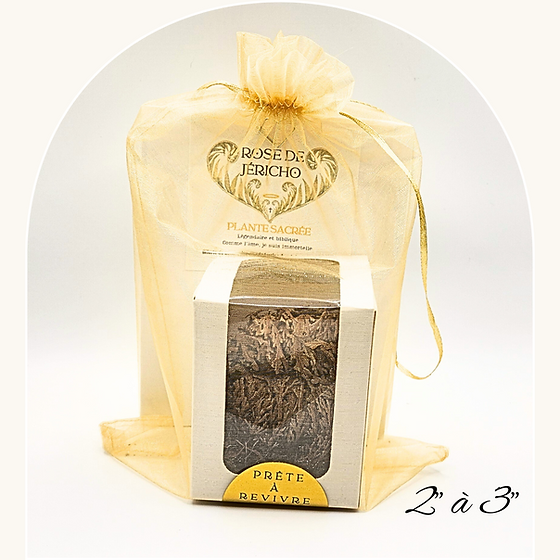 Rose de Jericho