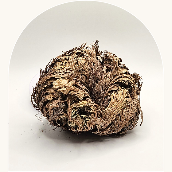 Rose de Jericho