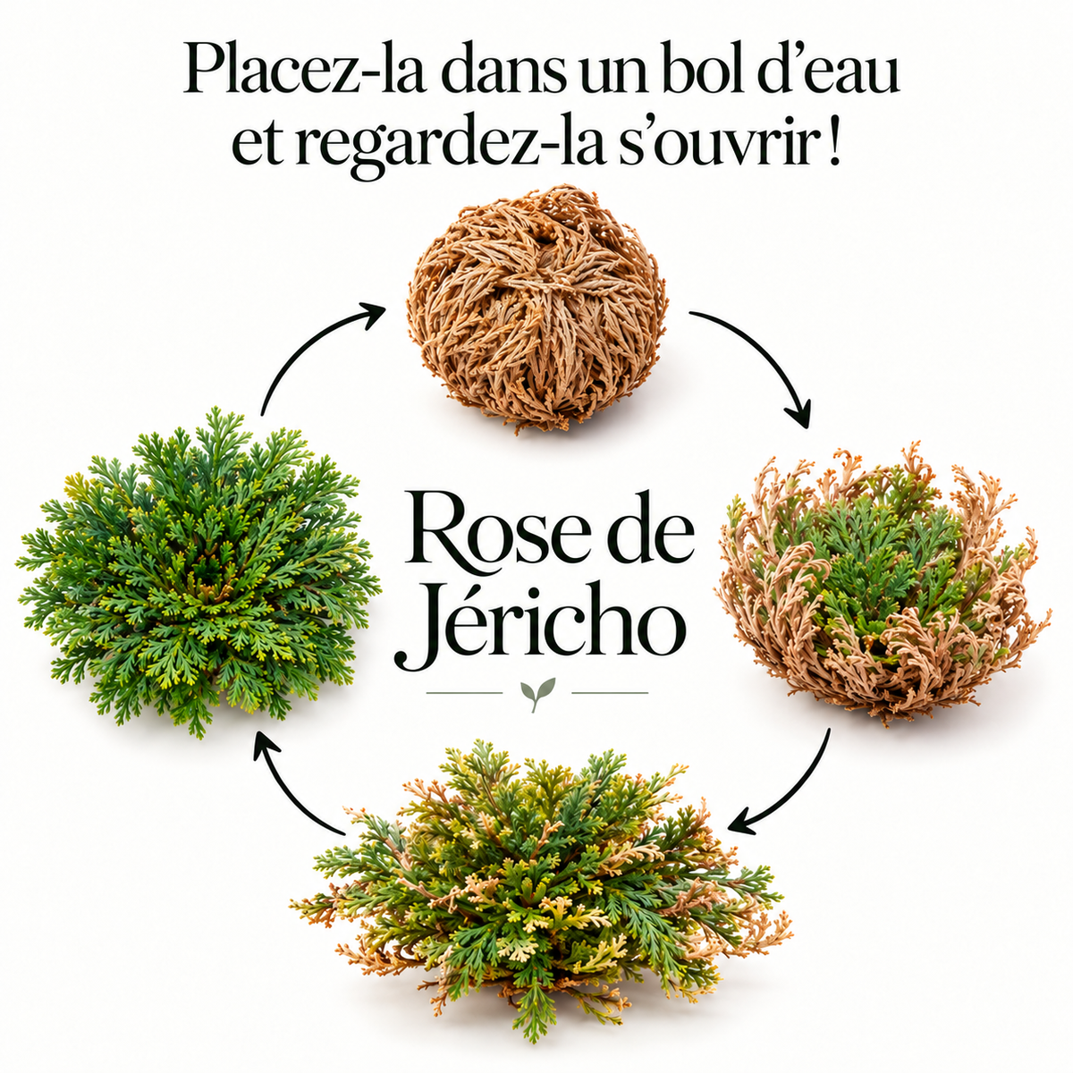 Infographie en français montrant les étapes d’ouverture de la Rose de Jéricho.